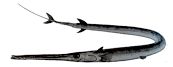 Fistularia petimba_claves